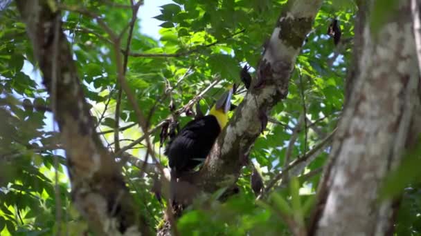 A wild Tucan bird  in Costa Rica hiding on the tree top