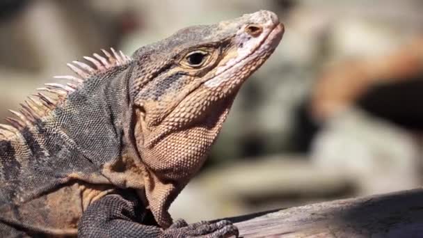 Iguana Bersantai Bawah Sinar Matahari Sambil Mengamati Kamera — Stok Video