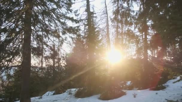 雪に覆われた森と太陽の木々の間に輝く冬 雪の松林の中の霜晴れ冬の風景 松の木の間の雪 — ストック動画