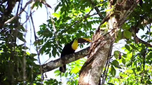 Een Gele Tropische Tucan Vogel Verscholen Top Van Boom — Stockvideo