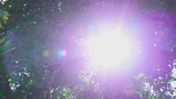Amazing Light Streaks Tropical Rainforest — Stockvideo