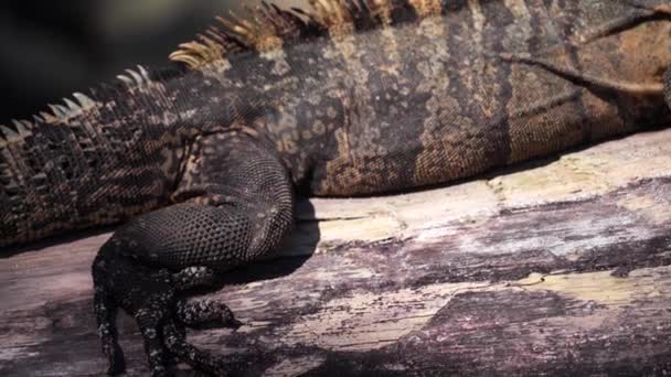 Iguana Riposa Pezzo Legno Costa Rica — Video Stock