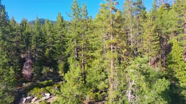 Tall Pine Tree Forest Aerial Drone Descending View Beach Front — Stockvideo