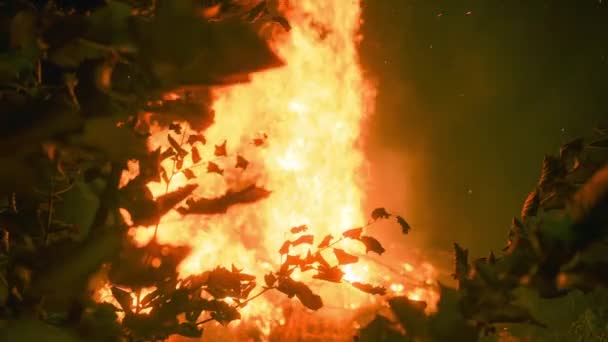 Gece Ormanda Alevli Ateş Kapat — Stok video