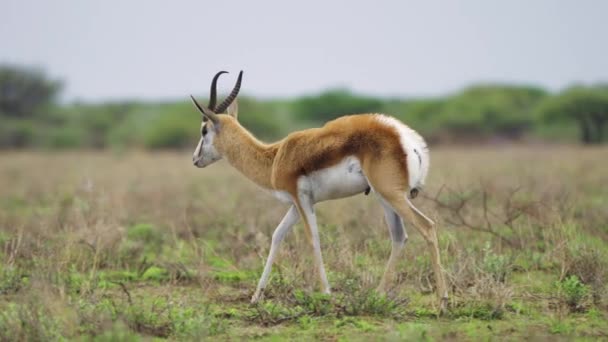 Adult Springbok Walking Alone Open Field Central Kalahari Game Reserve — стоковое видео
