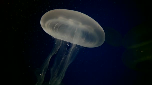 Close Shot White Transparent Jellyfish Diving Underwater Sea Prores — Wideo stockowe