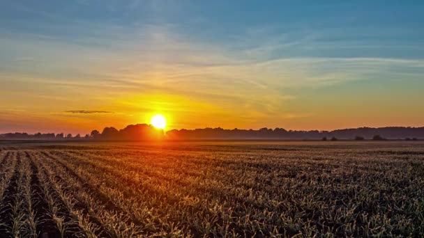 View Beautiful Sunset Wheat Crop Field Timelapse Forest Visible Background — Video Stock