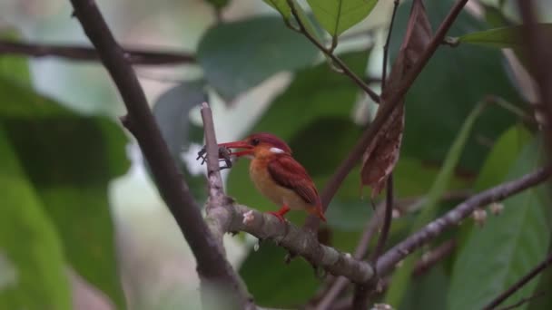 Rufous Hátú Királyhalász Ült Egy Ágon Eszik Rák — Stock videók