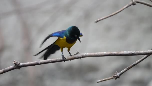 Close Shot Colorful Lamprotornis Regius Bird Perched Branch Tree Super — Stock Video