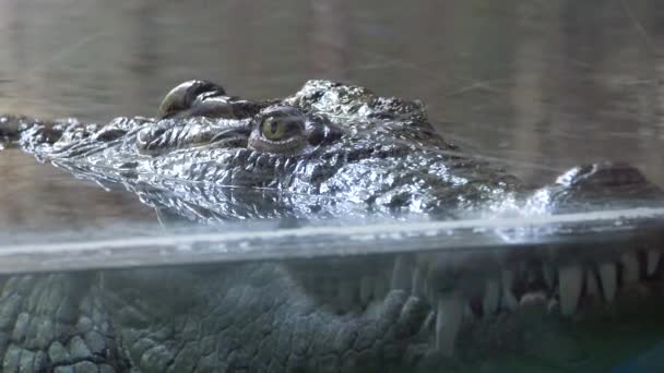 Close Wild Crocodile Relaxing Water Surface Clear Water Watching Camera — Vídeos de Stock