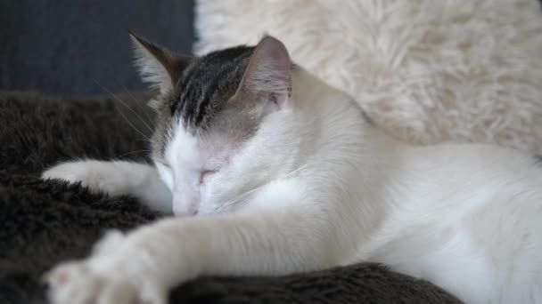 Närbild Söt Katt Sover Mjuk Filt Inomhus Hemma Prores 422 — Stockvideo