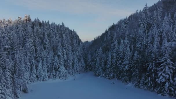 Flying Frozen River Dense Thicket Winter Mountains Eastern Quebec Canada — Stock videók