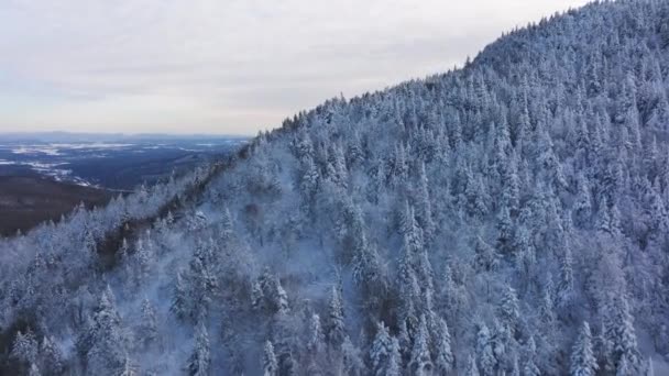 Dense Thicket Snow Laden Conifer Trees Winter Mountains Eastern Quebec — Vídeos de Stock