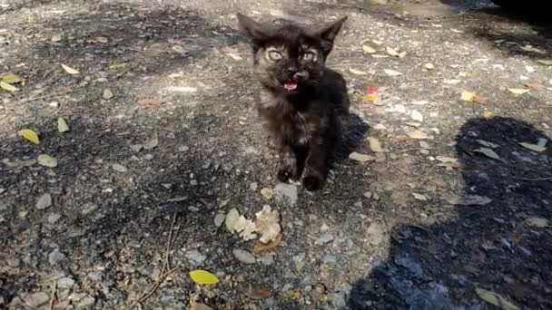 Street Kitten Brindled Cat Black Fur Yellow Patches Front Camera — Video Stock