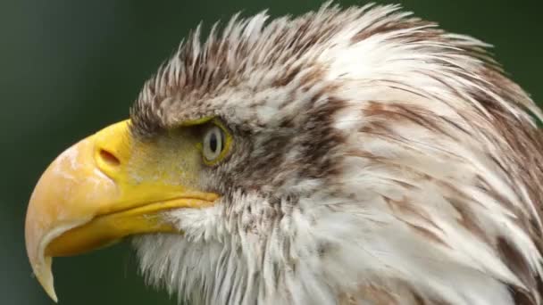 Weißkopfseeadler Detailliertes Kopfprofil Aus Nächster Nähe Auszoomen — Stockvideo