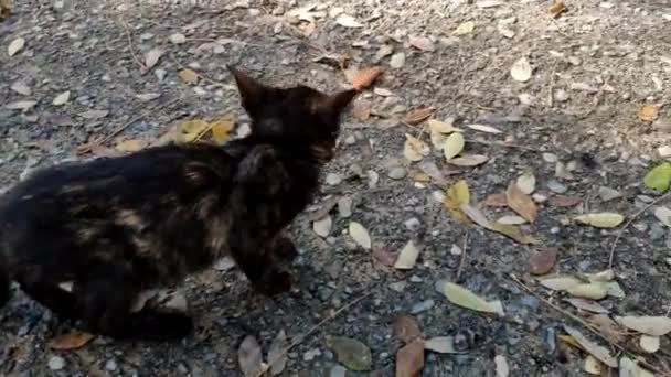 Shot Street Kitten Brindled Cat Walking Pavement Stones Yellow Fallen — Stock Video