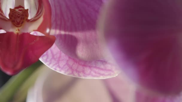 Blooming Violet Orchid Flower Blossoming Sunlight Close — Video Stock