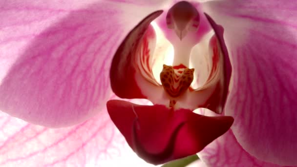 Exotic Pink Orchid Flower Pistil Stamen Petal Veins Macro Detail — Video Stock