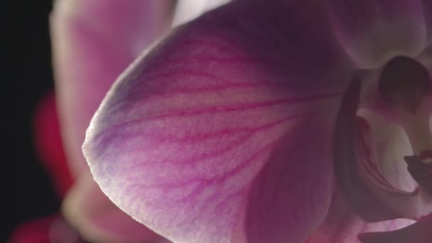Colorful Fuchsia Orchid Flower Delicate Petal Veinlet Macro Close — Wideo stockowe