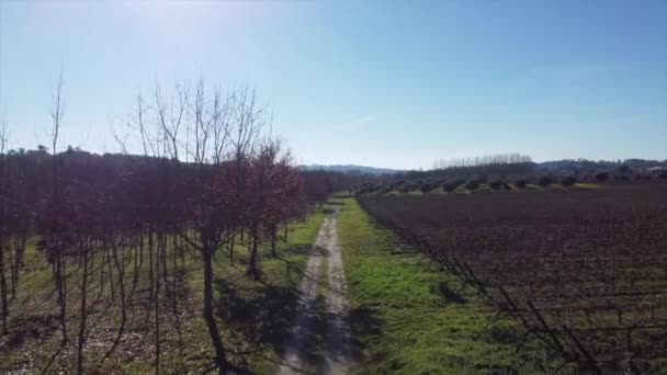 Grape Plantation Vines City Viseu Portugal — ストック動画