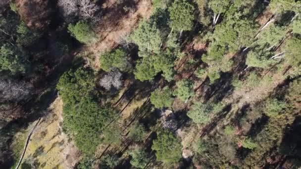 Imagen Aérea Del Bosque Árboles Vistos Desde Arriba — Vídeo de stock