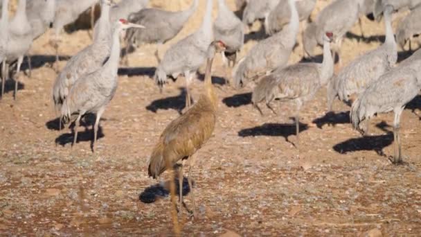 Este Video Algunas Grúas Arenisca Caminando Volando Campo Inundado Sandhill — Vídeo de stock