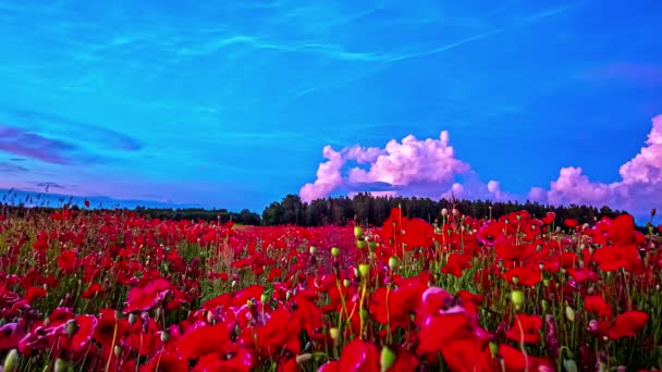 White Cloud Movement Timelapse Beautiful Day Red Poppies Field Green — Stock Video