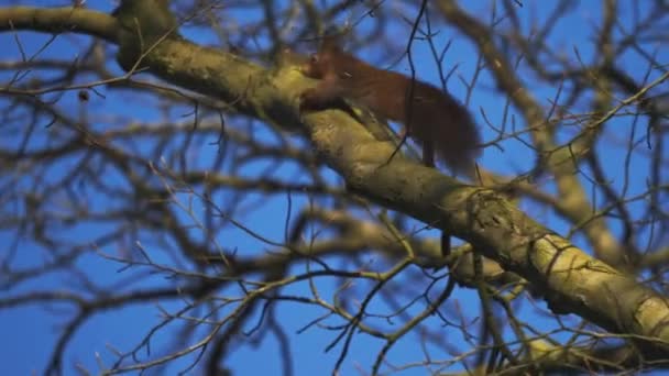 European Red Squirrel Jumping Tree Branches Slow Motion Dusk — Stok Video