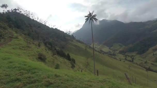 Cocora Valley Colombie Quindio — Video