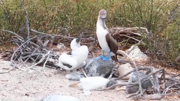 Juvenile Chick Blue Footed Booby Next Nest Dead Chick Galapagos — ストック動画