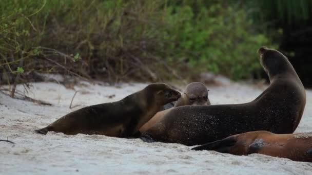 Sea Lion Pups Wander Ocean Beach Galapagos Handheld Shot — стокове відео