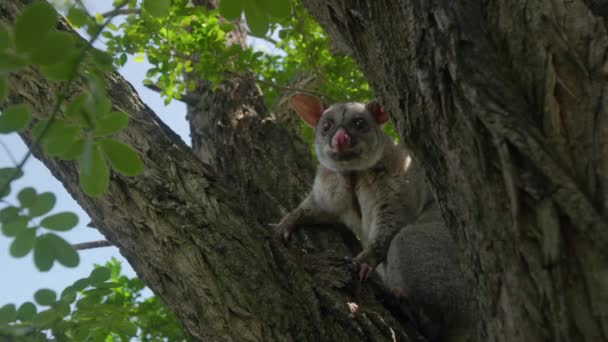 Adult Brushtail Possum Sitting Tree Daylight Slow Motion — ストック動画