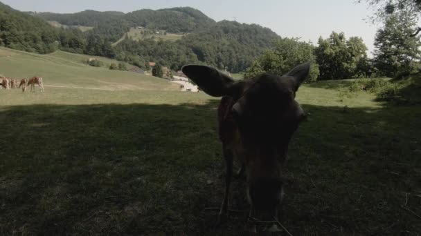 Veados Comendo Folhas Uma Aldeia Montanha Uma Visão Próxima Uma — Vídeo de Stock