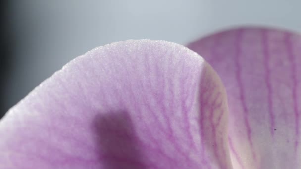Pétalas Cor Rosa Frágeis Flor Orquídea Com Textura Venação Perto — Vídeo de Stock