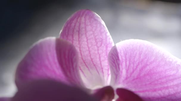 Daylight Purple Orchid Flower Petal Venation Μακρο Λεπτομέρεια — Αρχείο Βίντεο