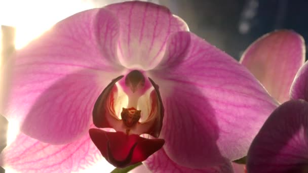 Hermosa Flor Orquídea Púrpura Floreciente Retroiluminada Con Sol Primer Plano — Vídeo de stock