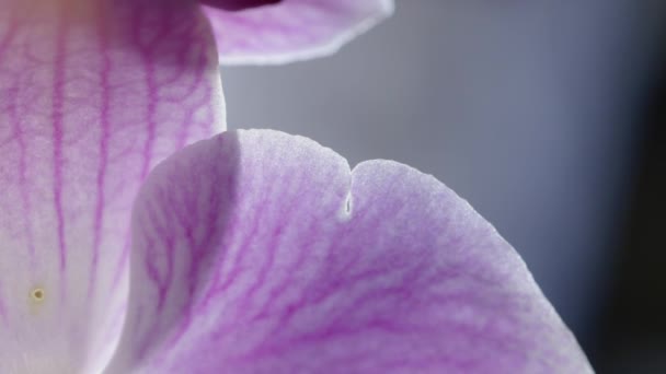 Purple Veins Delicate Pink Orchid Flower Petal Surface Macro — Stok Video