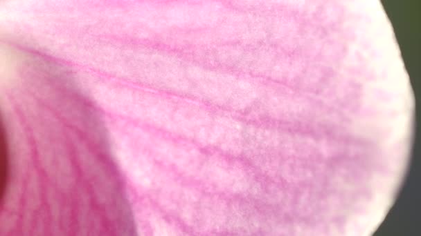 Orchidej Rostlina Růžový Květ Květní Lístky Žíly Vzor Makro Zavřít — Stock video