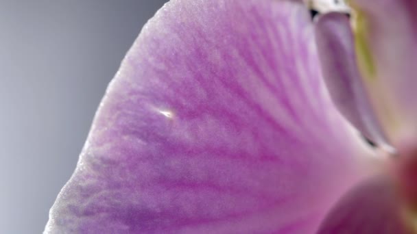 Różowy Phalaenopsis Orchidea Kwiat Fioletowy Żyłami Makro Szczegóły Widok — Wideo stockowe