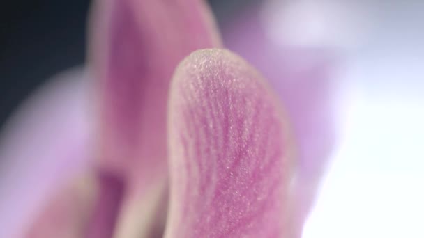 Macro Close Shot Purple Orchid Flower Petal Grain Venules — Vídeo de Stock