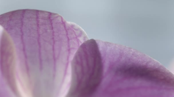 Piękna Orchidea Kwiat Fioletowy Żyłami Veinlets Makro Szczegóły — Wideo stockowe