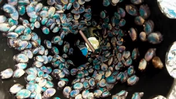 Velké Množství Abalone Plivl Černém Kuželu Bydlení Plazí Aquafarming — Stock video