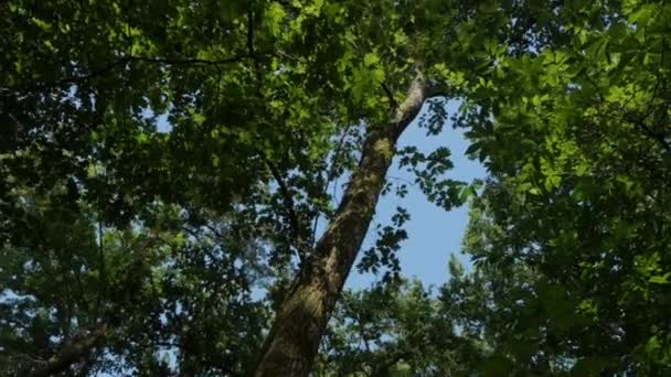 Blue Sky Forest Circling Green Trees — Stock video