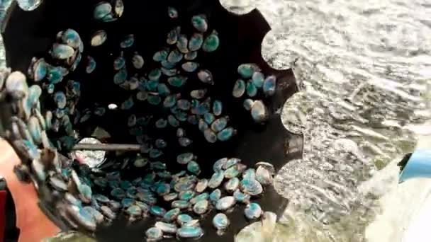 Pertanian Abalon Komersial Meludah Dalam Kerucut Plastik Hitam — Stok Video