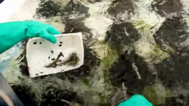 Abalone Spuug Overgebracht Naar Beluchte Tank Persoon Met Groene Handschoenen — Stockvideo