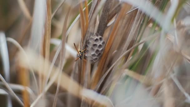 Close Wasp Moving Comb Dry Tall Grass — Stock video
