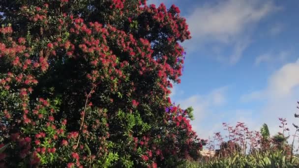 Uppåtgående Panna Pohutakawa Träd Blå Himmel Dagtid Auckland Nya Zeeland — Stockvideo