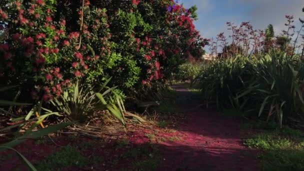 Slow Upward Pan Pohutakawa Trees Blue Sky Daytime Auckland New — Stock video