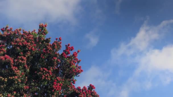 Rode Pohutakawa Bloemen Zwaaiend Zachte Bries Onder Een Blauwe Hemel — Stockvideo