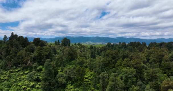 Flight Explores Dense Native Forest Hardwoods Fern Trees Rangiwahia — 비디오